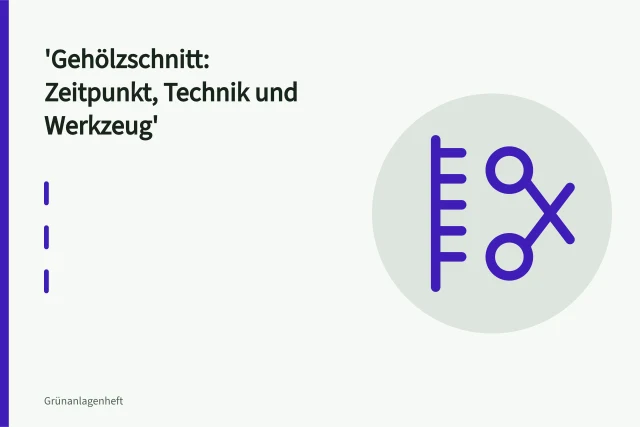 Baumpfleger sägt Starkast am Astring mit Zugsäge ab. Gehölzschnitt: Zeitpunkt, Technik und Werkzeug
