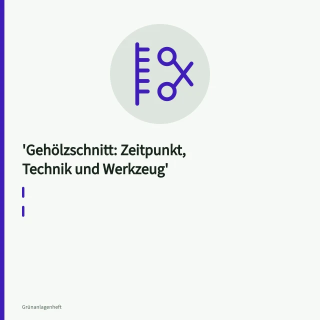 Baumpfleger sägt Starkast am Astring mit Zugsäge ab. Gehölzschnitt: Zeitpunkt, Technik und Werkzeug