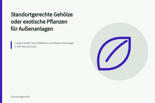 Junge Heister von Feldahorn und Rotem Hartriegel in der Baumschule. Standortgerechte Gehölze oder exotische Pflanzen für Außenanlagen