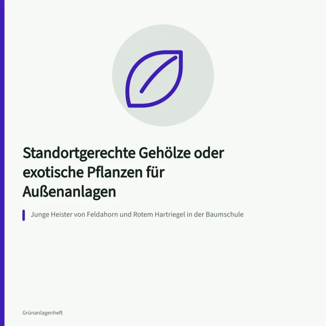 Junge Heister von Feldahorn und Rotem Hartriegel in der Baumschule. Standortgerechte Gehölze oder exotische Pflanzen für Außenanlagen
